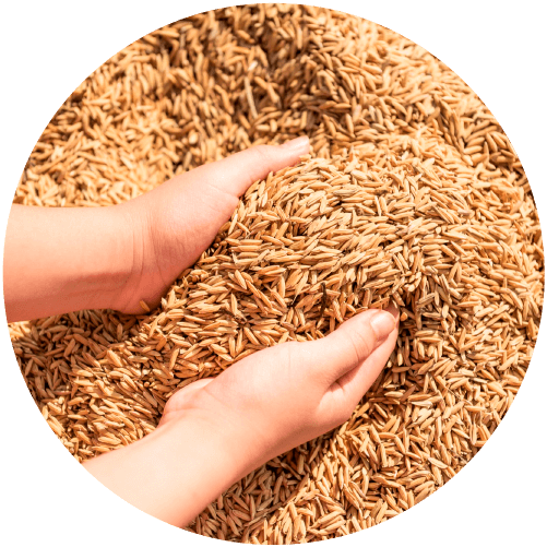 Manos cogiendo granos de cereal